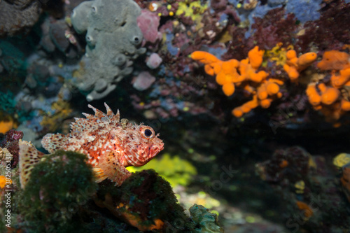 Wallpaper Mural Small red scorpionfish relaxing on a coral reef Torontodigital.ca