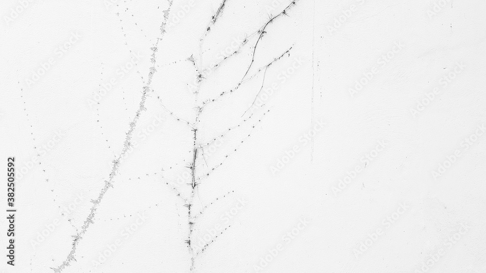 Always look at the vine print. #002 Always look at the vine print. #002