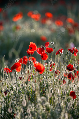 Poppy flowers in spring