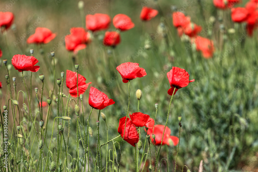 Fototapeta premium Poppy flowers in spring