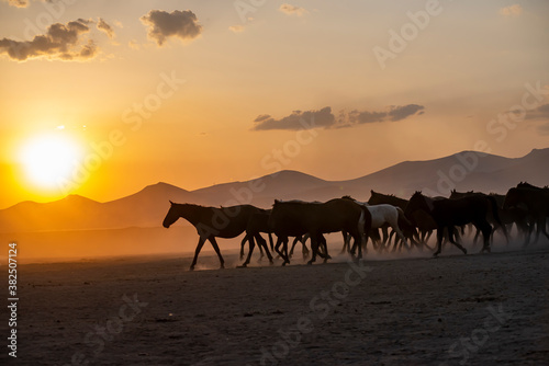 Wild horses run in foggy at sunset. Near Hormetci Village  between Cappadocia and Kayseri  Turkey