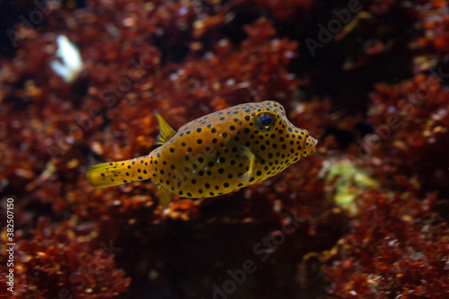 The Yellow boxfish (Ostracion cubicus). © Elena