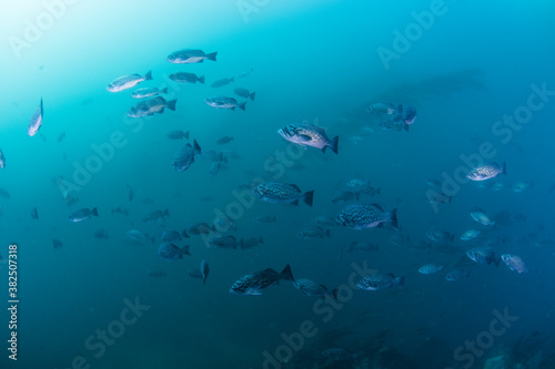 School of Blue Rockfish on the move in kelp forest photo