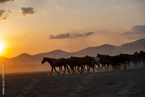 Wild horses run in foggy at sunset. Near Hormetci Village  between Cappadocia and Kayseri  Turkey