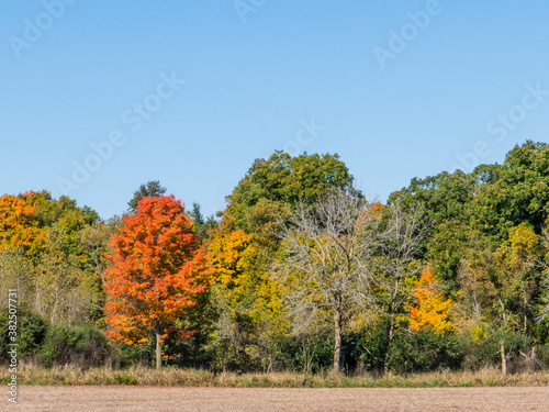 A red maple tree and other trees with early fall colors with a blue sky and a field in the foreground and copy space.