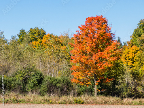 A red maple tree among trees with early fall color and dead ash trees.