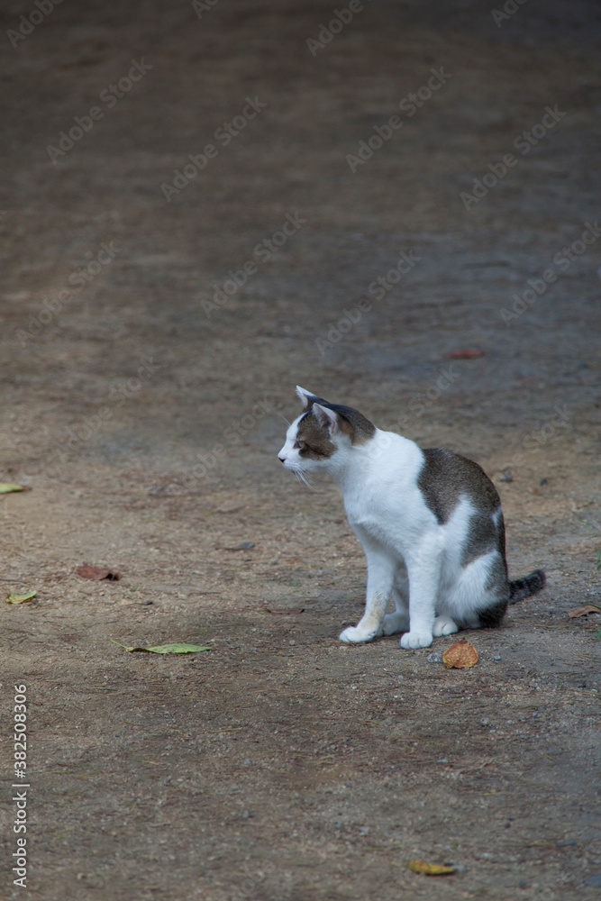 野良猫