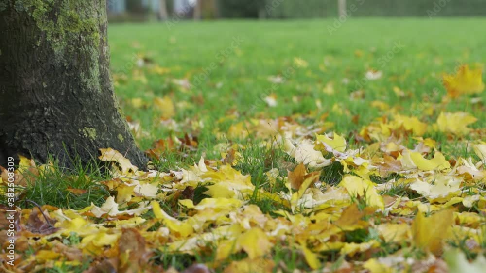 Autumn maple leaves falling on lawn under tree. Slow-motion Autumn maple leaves falling on lawn under tree. Slow-motion