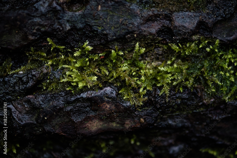 Moss Growing On A Dark Log Moss Growing On A Dark Log
