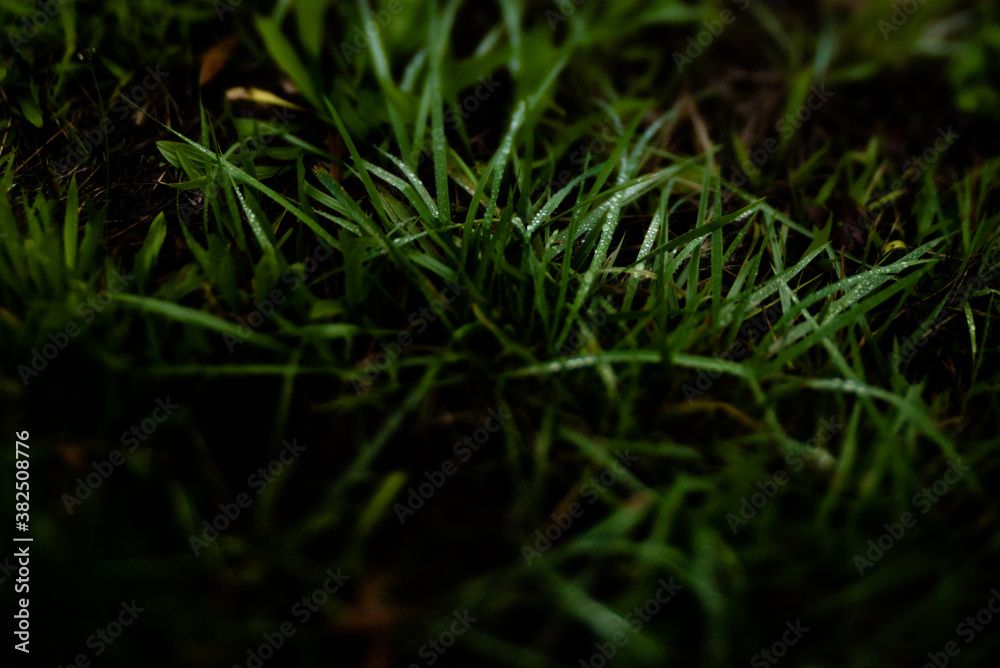 Dew On Grass Dew On Grass
