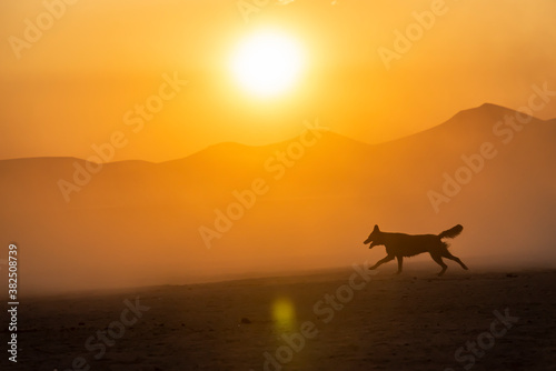 Wild horses run in foggy at sunset. Near Hormetci Village, between Cappadocia and Kayseri, Turkey