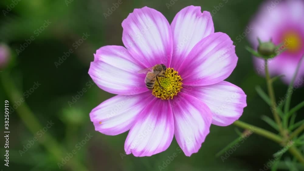 A bee collecting nectar on Cosmos bipinnatus, pink and white garden cosmos, Mexican aster A bee collecting nectar on Cosmos bipinnatus, pink and white garden cosmos, Mexican aster
