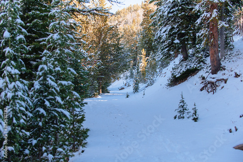 Snowy Trail up Mount Washburn in Yellowstone National Park photo