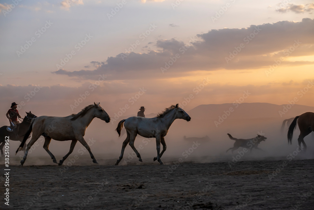 Wild horses run in foggy at sunset. Near Hormetci Village, between Cappadocia and Kayseri, Turkey