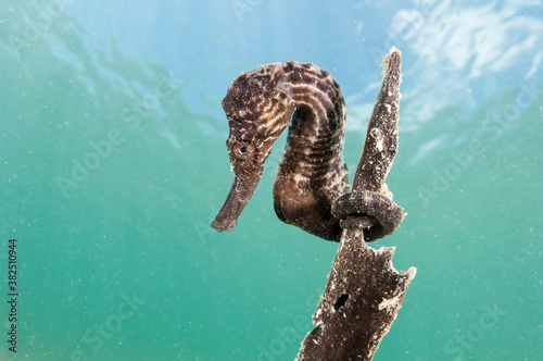 The lined seahorse (Hippocampus erectus)