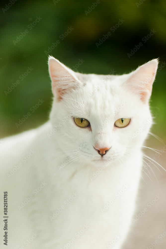 Extreme close up of adult white cat looking at the camera Extreme close up of adult white cat looking at the camera