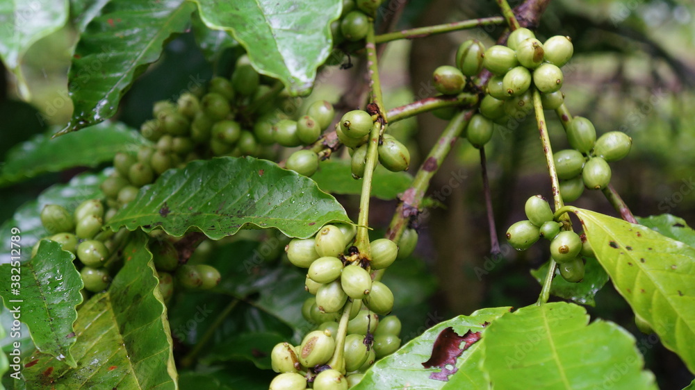 Fototapeta premium green robusta coffee fruit on the tree