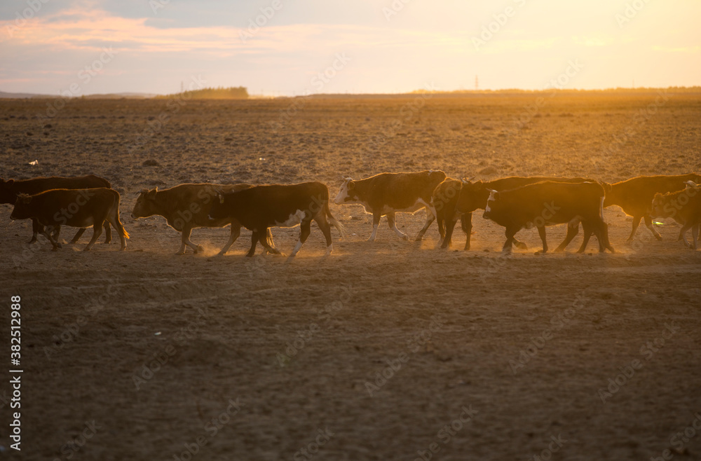 a herd of cattle walking in the wild at sunset a herd of cattle walking in the wild at sunset