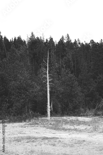 Evergreen tree killed by Native Bark Beetles in Yellowstone National Park