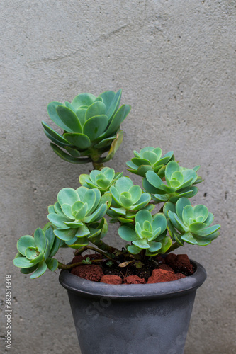 beautiful succulent plant in pot