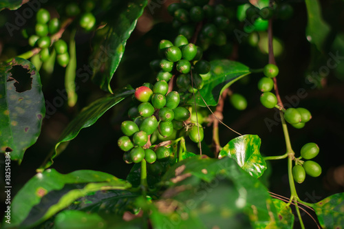Fotografie Cherry coffee that is currently producing but not yet ripe is being green