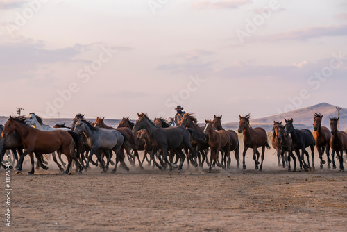 Wild horses run in foggy at sunset. Near Hormetci Village  between Cappadocia and Kayseri  Turkey