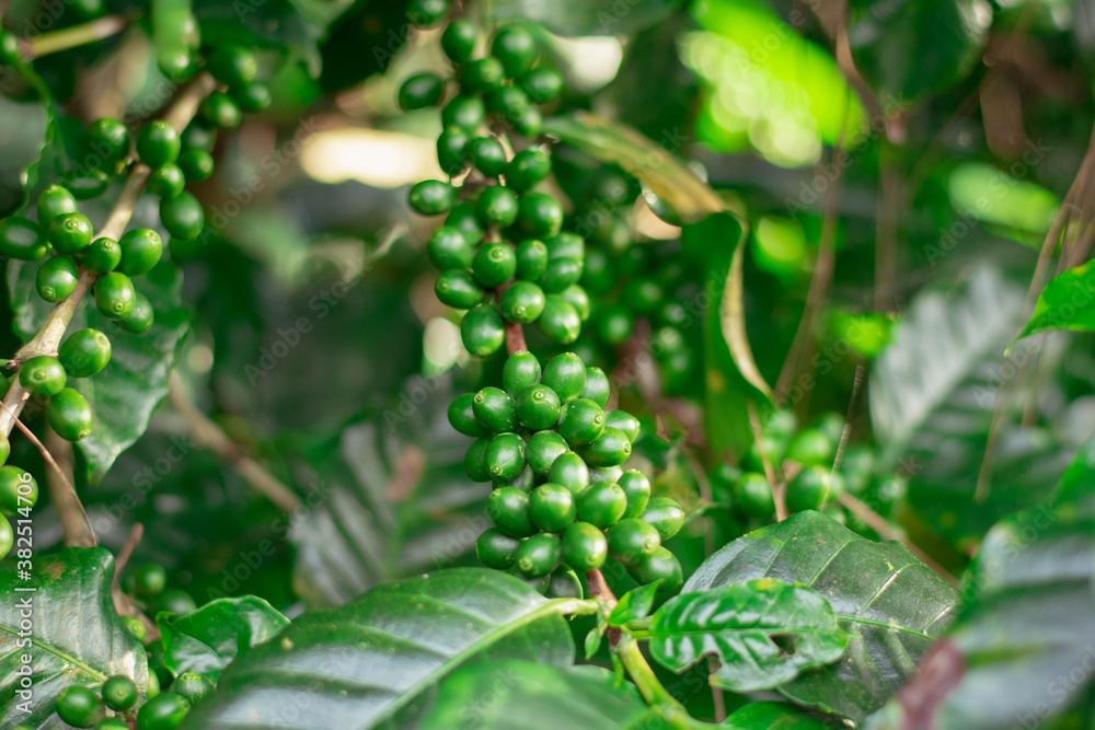 Cherry coffee that is currently producing but not yet ripe is being green Cherry coffee that is currently producing but not yet ripe is being green