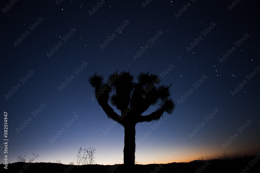Joshua Tree Silhouette During Early Sunrise with Starry Sky Joshua Tree Silhouette During Early Sunrise with Starry Sky