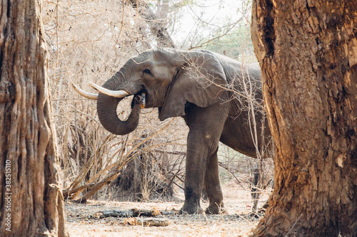 A Happy Elephant Eating