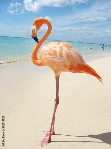 Pink flamingo standing on a sandy tropical beach in the Caribbean photo