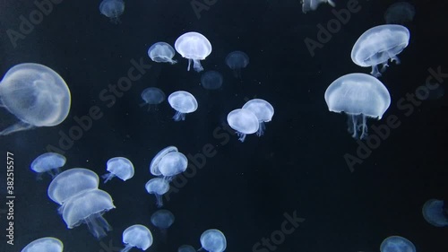 Jelly blubber (catostylus mosaicus) or blue blubber jellyfish in dark blue ocean with illuminated light at aquarium.