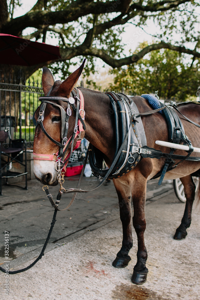 Horse carriage parked in New Orleans, Louisiana Horse carriage parked in New Orleans, Louisiana