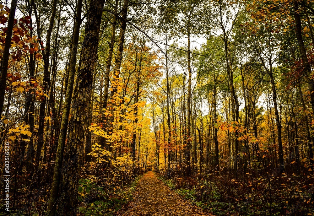 autumn in the forest