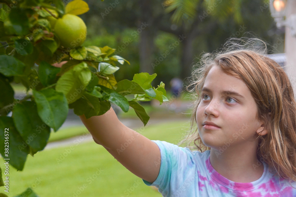 Girl reaching up to pluck a lime from a tree Girl reaching up to pluck a lime from a tree
