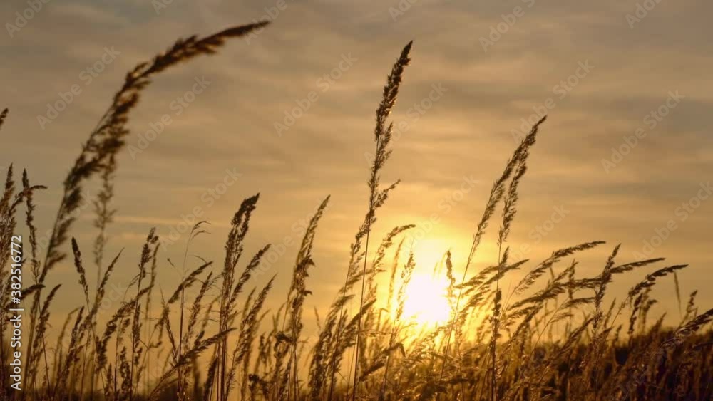 Close shot of withered grass swaying in the wind at sunset, low-angle shot Close shot of withered grass swaying in the wind at sunset, low-angle shot