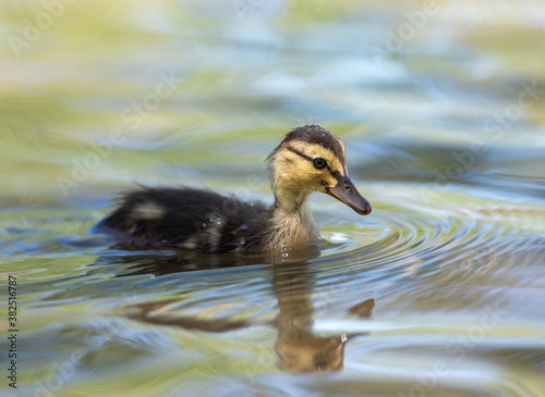 A Baby Mallard Duckling in dappled sunlight swimming in a lake with softly colored, blue, green muted waters.