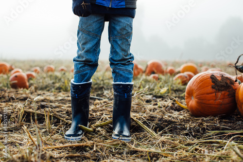 Crop of a boys wellington boots, wet with dew, in a misty field of pumpkins photo