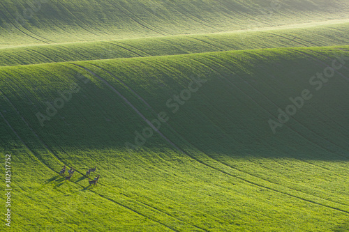 Deers by the green hill photo