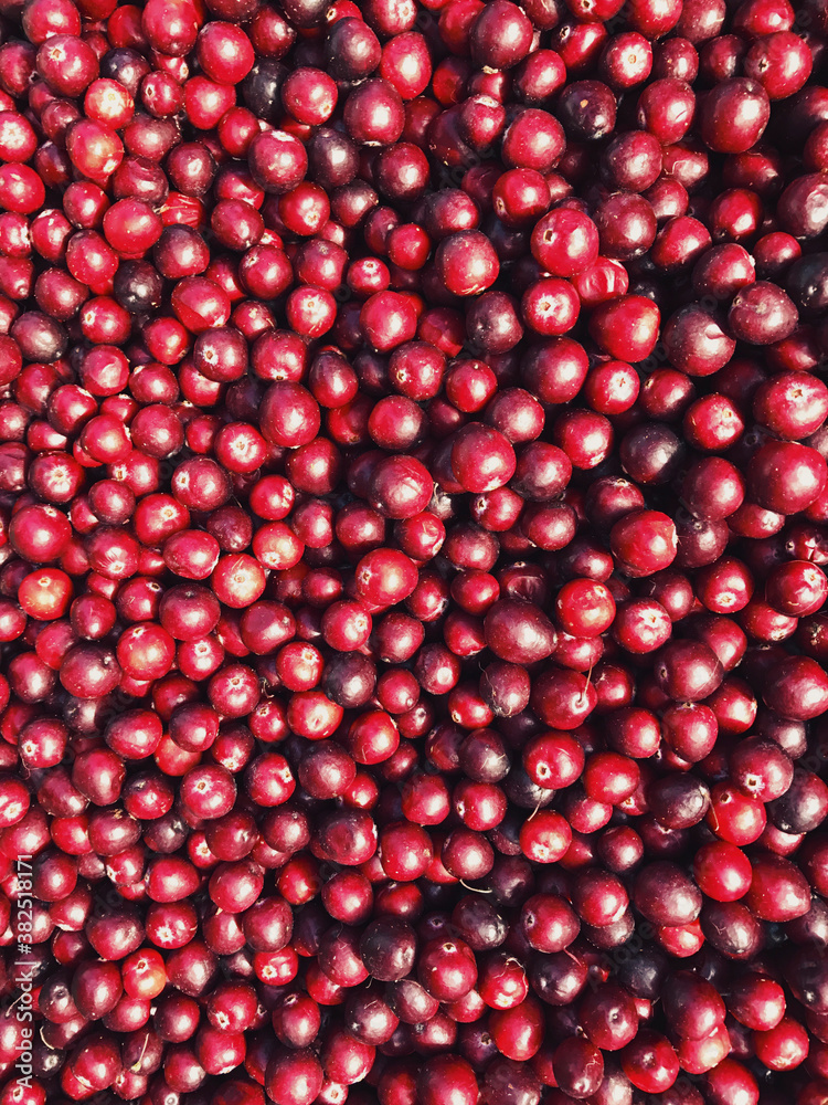 Pile of organic cranberries for sale at farmers market Pile of organic cranberries for sale at farmers market