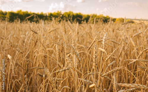 Close-up spikelets of wheat. Yellow wheat fied. Countryside landscape. 