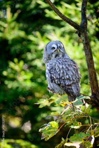 Wallpaper Mural Great gray owl Torontodigital.ca