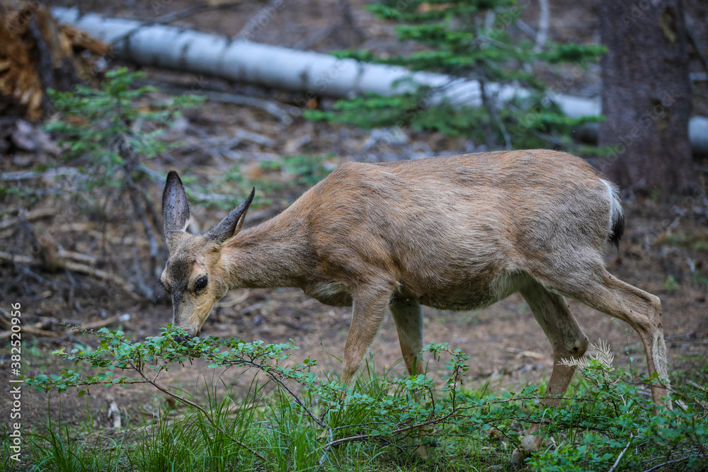 Yosemite National Park