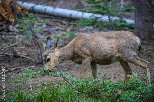 Yosemite National Park photo