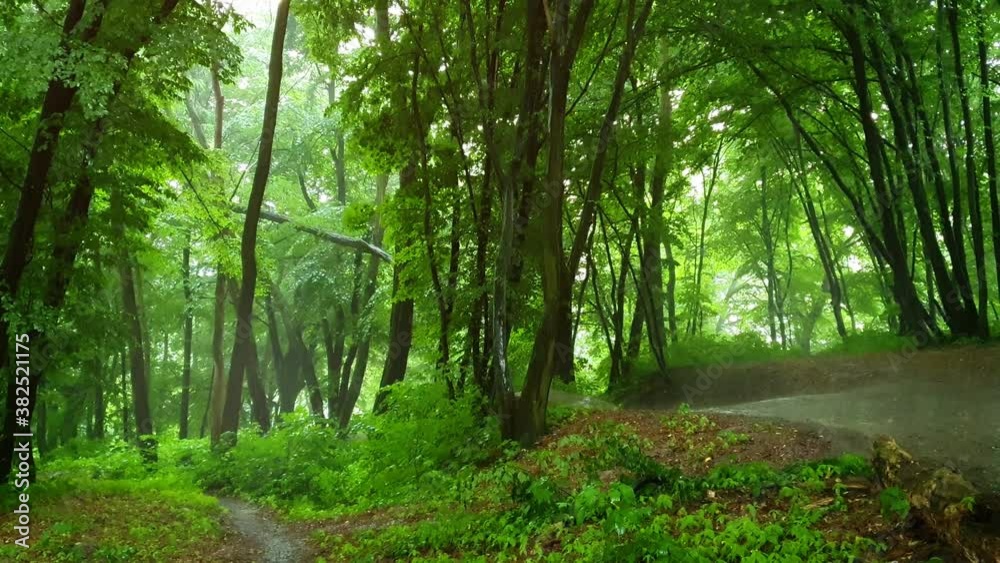 Rain in the oak forest. Video with natural sound Rain in the oak forest. Video with natural sound