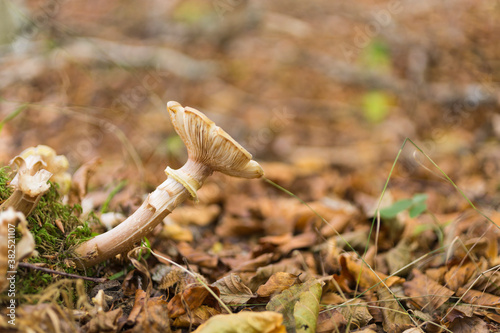 Mushroom in the forest in autumn