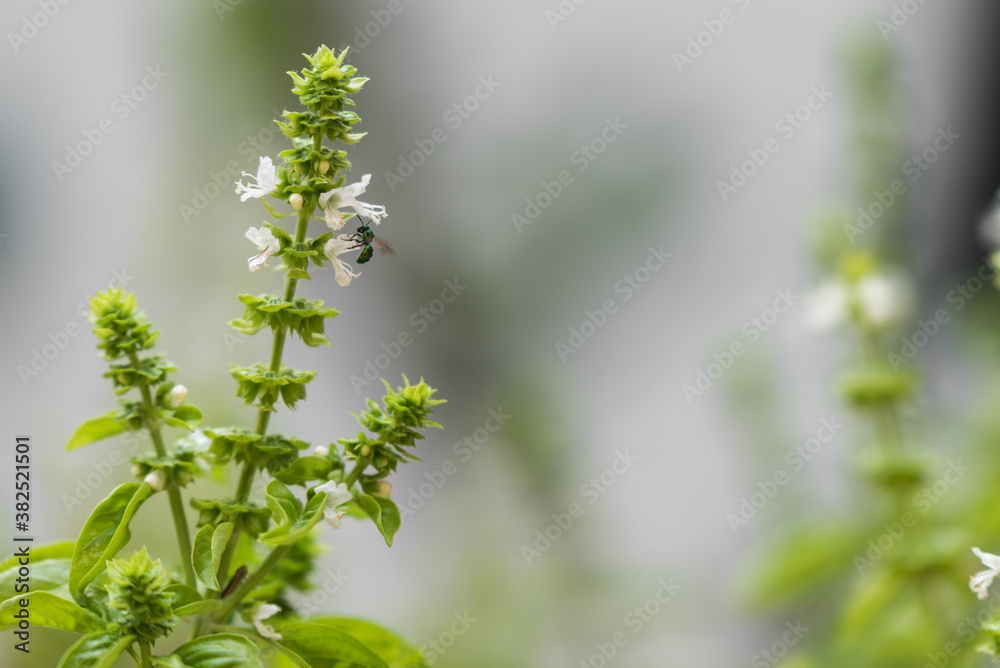 Basil white flowers and a flying insect pollinating, blurry background with bokeh and copy space. Basil white flowers and a flying insect pollinating, blurry background with bokeh and copy space.