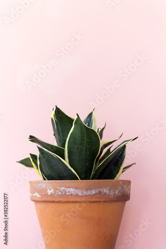 Dark Leaf Plant on Pink