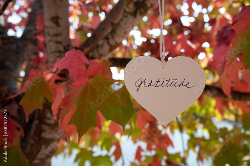 Heart that says Gratitude, hanging in a tree with fall, autumn colored leaves, Thanksgiving theme photo