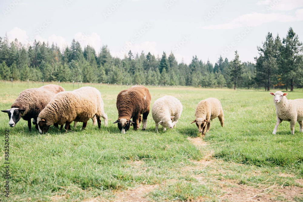 Sheep Grazing Sheep Grazing