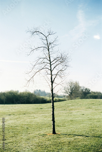 Leafless tree in a meadow on a bright day photo